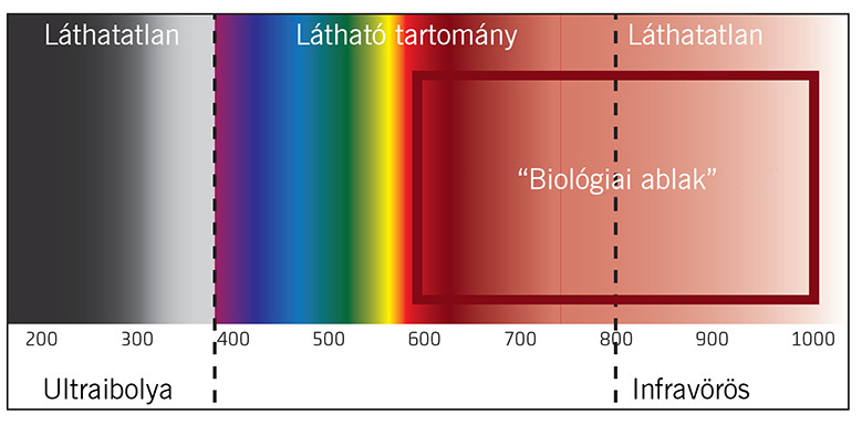 fény spektrum és biológiai ablak lágylézer kezeléshez