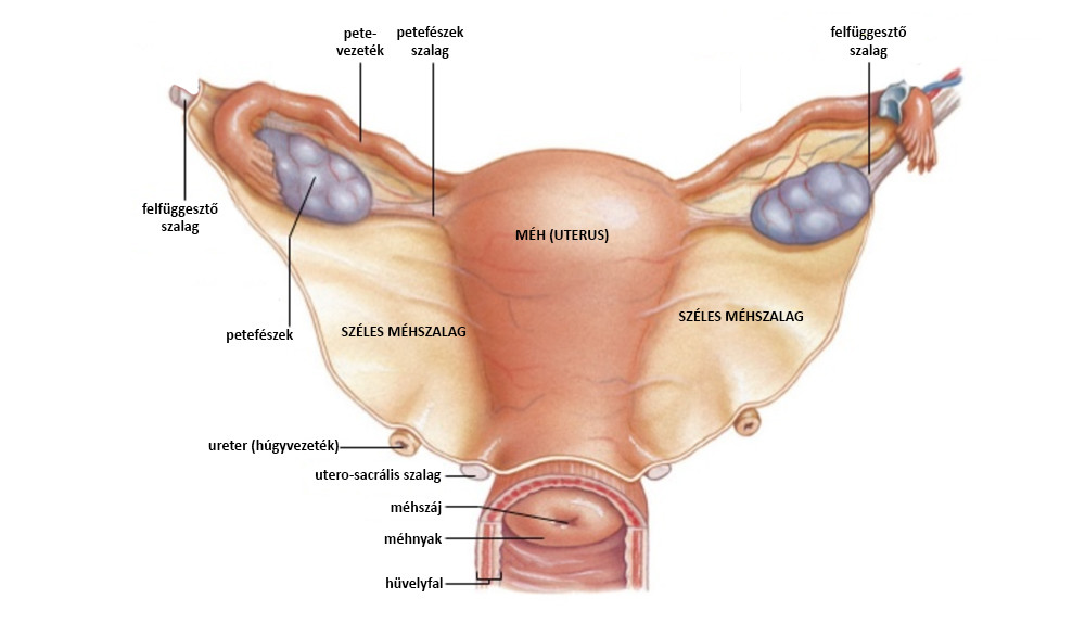 az endometrium visszér