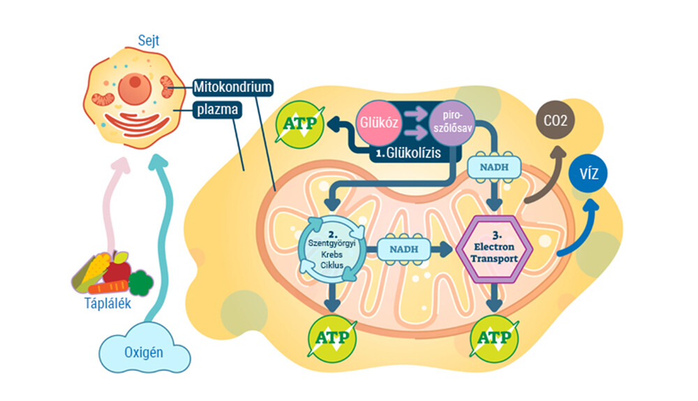 mitokondriumok egészsége és fogyása)